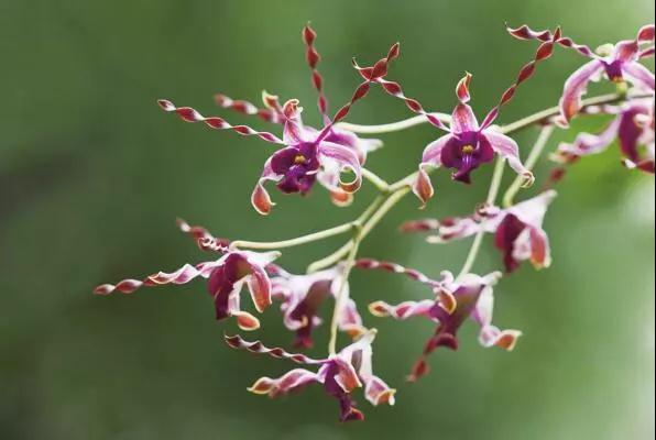 湖北廣電報(bào)｜這些植物“不要土”