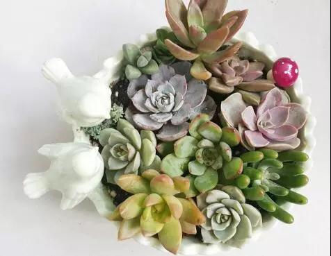 湖北廣電報(bào)｜給家里的花喝點(diǎn)“飲料” 花大色艷花期長